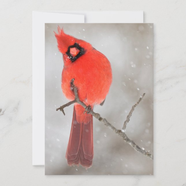Cartes Pour Fêtes Annuelles Cardinal mâle dans la neige (Devant)