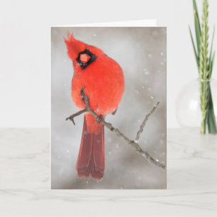 Cartes Pour Fêtes Annuelles Cardinal masculin en neige