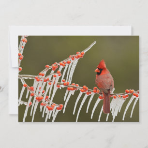 Cartes Pour Fêtes Annuelles Cardinal Perché sur Icy Holly Branch