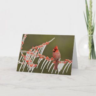 Cartes Pour Fêtes Annuelles Cardinal Perché sur Icy Holly Branch