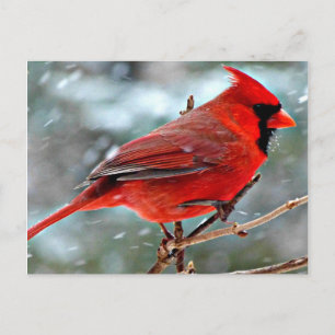 Cartes Pour Fêtes Annuelles Cardinal rouge dans la neige