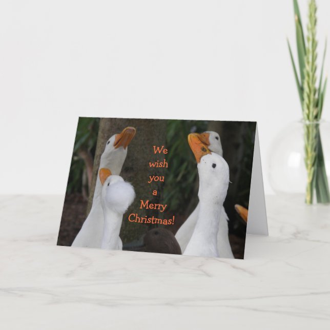 Cartes Pour Fêtes Annuelles Caroling White Ducks Drôle (Devant)