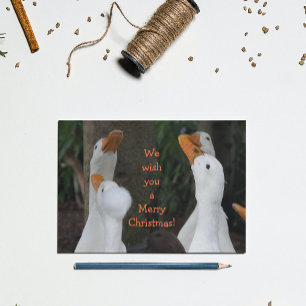 Cartes Pour Fêtes Annuelles Caroling White Ducks Drôle