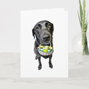 Cartes Pour Fêtes Annuelles Cas désespéré