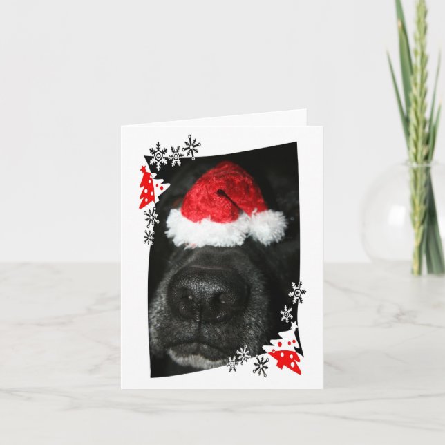 Cartes Pour Fêtes Annuelles Casquette de Noël de chien sur le nez, mélange de  (Devant)