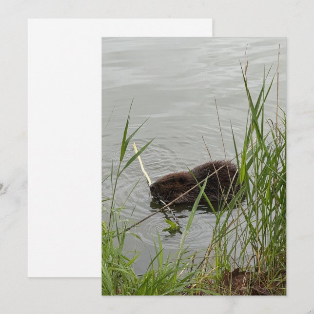 Cartes Pour Fêtes Annuelles Castor affairé (Devant / Derrière)