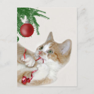 Cartes Pour Fêtes Annuelles Cat Christmas