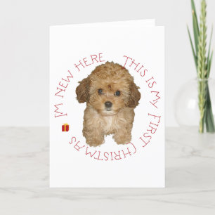 Cartes Pour Fêtes Annuelles Cavachon Chiot Premier Noël