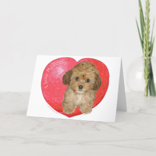 Cartes Pour Fêtes Annuelles Cavachon Valentine