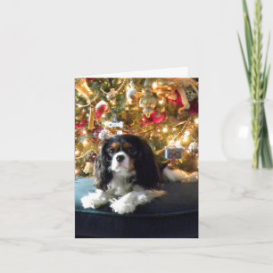Cartes Pour Fêtes Annuelles Cavalier King Charles Spaniel Christmas Card