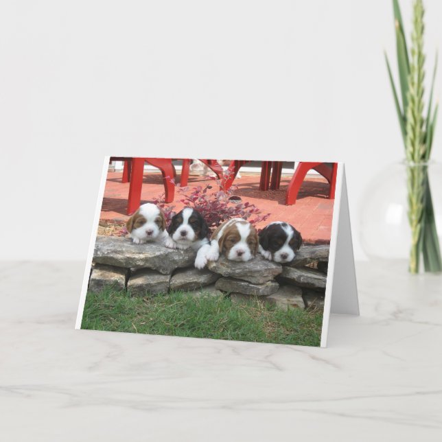 Cartes Pour Fêtes Annuelles Cavalier King Charles Spaniel Litter (Devant)