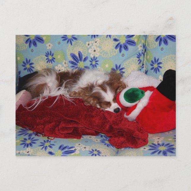 Cartes Pour Fêtes Annuelles Cavalier King Charles Spaniel Noël surcharge (Devant)