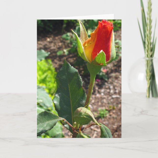 Cartes Pour Fêtes Annuelles Ce bourgeon pour vous (Devant)