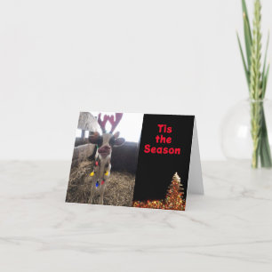 CARTES POUR FÊTES ANNUELLES C'EST LA SAISON DE **CÉLÉBRER AVEC VOUS**