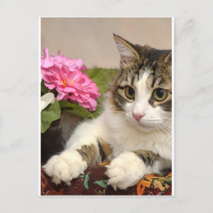 Cartes Pour Fêtes Annuelles Chat