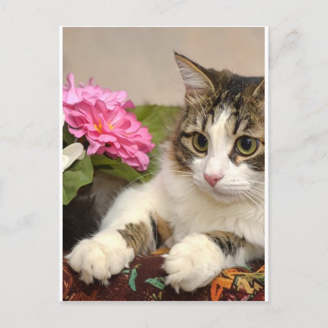 Cartes Pour Fêtes Annuelles Chat (Devant)