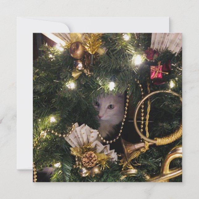 Cartes Pour Fêtes Annuelles Chat à bouffée blanche dans la couronne de Noël (Devant)