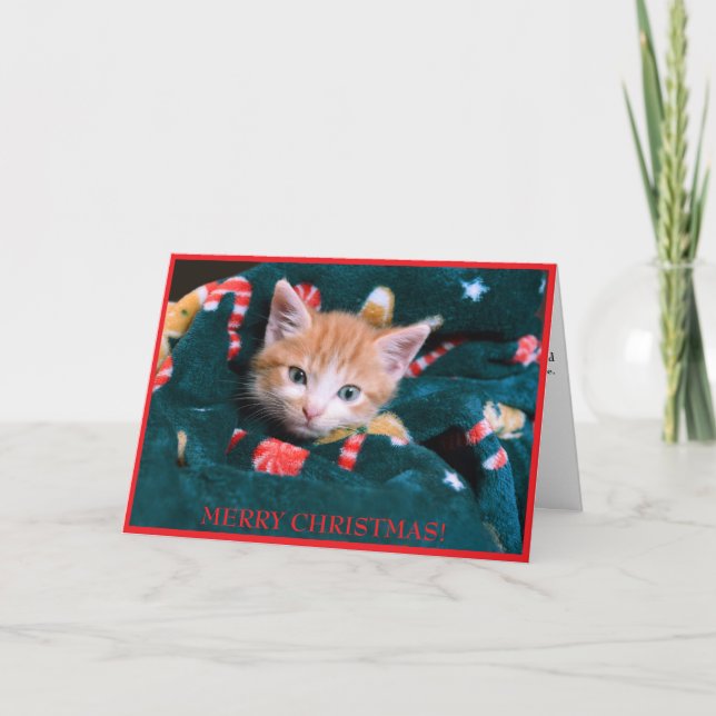 Cartes Pour Fêtes Annuelles Chat au drap vert Joyeux Noël Chatons orange  (Devant)