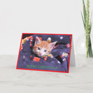 Cartes Pour Fêtes Annuelles Chat au manteau gris Joyeux Noël Chat orange