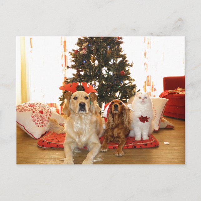 Cartes Pour Fêtes Annuelles Chat blanc de Noël avec chien | Arbre de Noël (Devant)