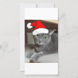 Cartes Pour Fêtes Annuelles Chat bleu russe de Noël