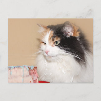 Cartes Pour Fêtes Annuelles Chat calico mange du gâteau d'anniversaire