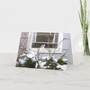 Cartes Pour Fêtes Annuelles Chat dans de fenêtre de Noël le noir et le blanc