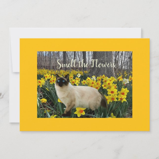 Cartes Pour Fêtes Annuelles Chat dans les fleurs de jonquille (Devant)