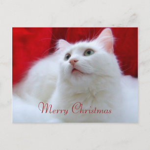 Cartes Pour Fêtes Annuelles Chat de Noël