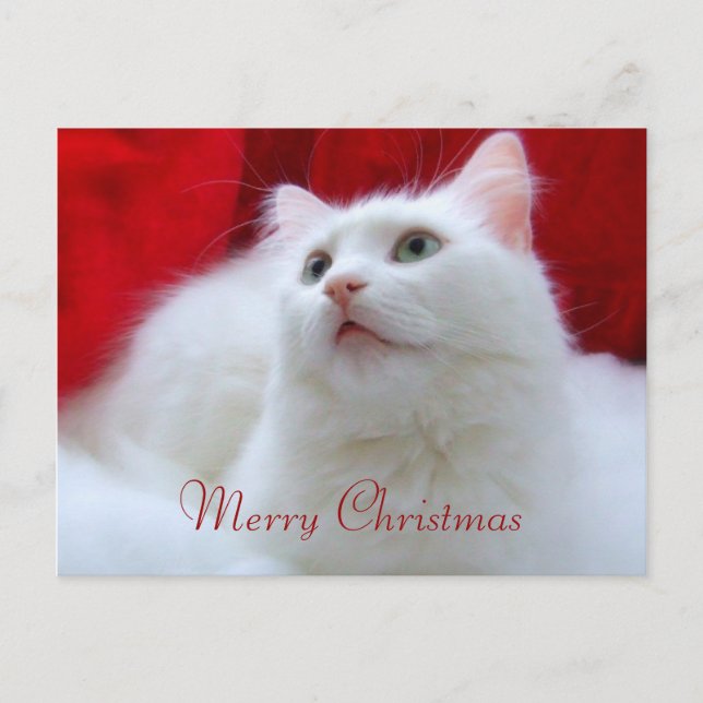 Cartes Pour Fêtes Annuelles Chat de Noël (Devant)