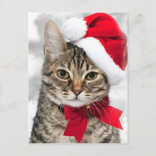 Cartes Pour Fêtes Annuelles Chat de Noël au casquette père Noël rouge