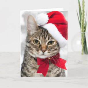 Cartes Pour Fêtes Annuelles Chat de Noël au casquette rouge de père Noël