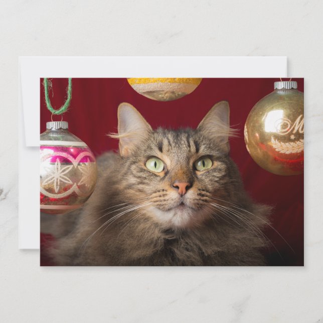 Cartes Pour Fêtes Annuelles Chat de Noël Maine Coon (Devant)