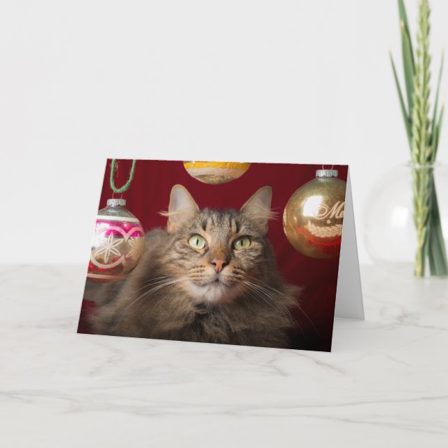 Cartes Pour Fêtes Annuelles Chat de Noël Maine Coon (Devant)