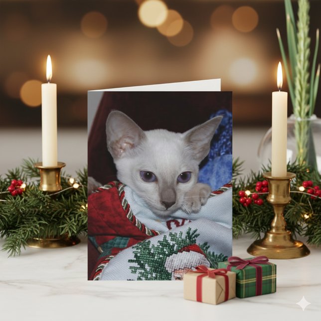 Cartes Pour Fêtes Annuelles Chat de Noël - Siamese Lilac Point en stock (Créateur téléchargé)