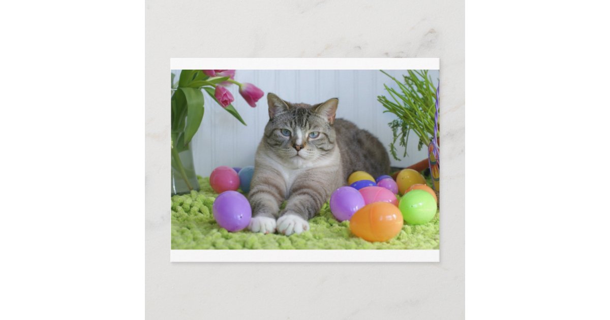 Cartes Pour Fetes Annuelles Chat De Paques Zazzle Fr