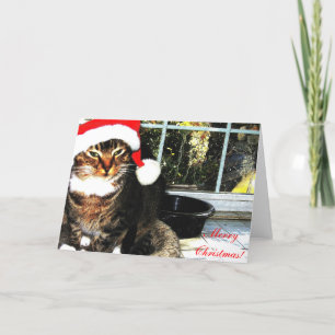 Cartes Pour Fêtes Annuelles Chat de Santa Chapa II