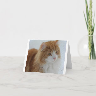 Cartes Pour Fêtes Annuelles Chat des Forêts Norvégiennes