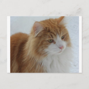 Cartes Pour Fêtes Annuelles Chat des Forêts Norvégiennes