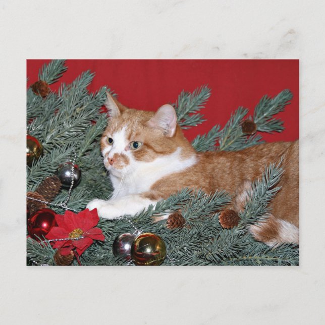 Cartes Pour Fêtes Annuelles Chat et sapin de Noël (Devant)