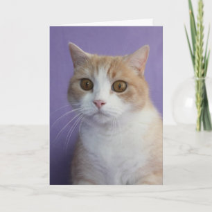 Cartes Pour Fêtes Annuelles Chat Funny Personnalisable / Kitty Valentine