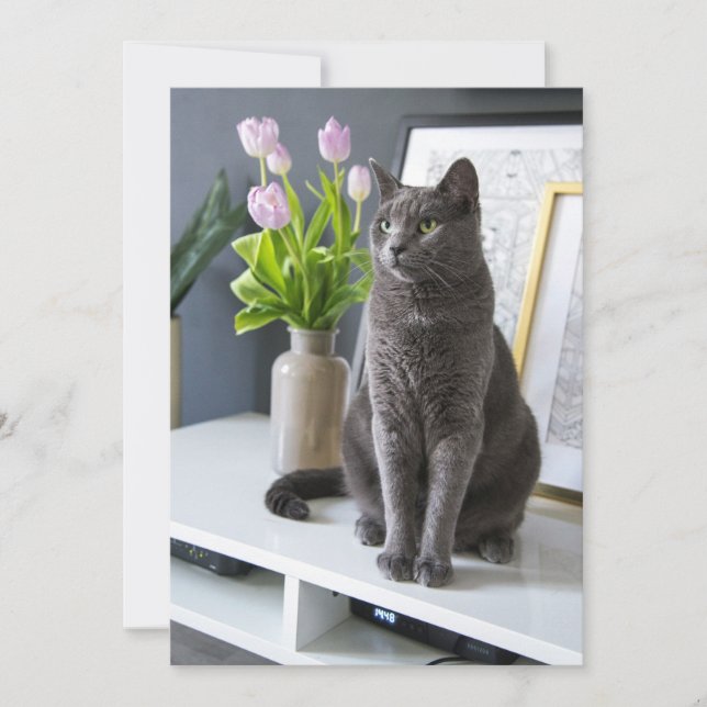 Cartes Pour Fêtes Annuelles Chat gris dans un bureau.  (Devant)