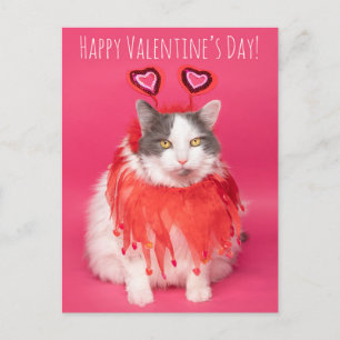 Cartes Pour Fêtes Annuelles Chat Heureuse Sainte-Valentin chaud et flou
