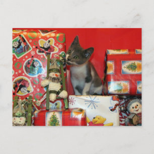Cartes Pour Fêtes Annuelles Chat, Kitten, Noël, Secourt, Photo