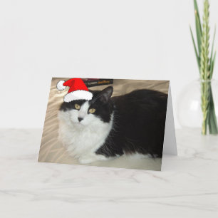 Cartes Pour Fêtes Annuelles Chat noir et blanc de Noël