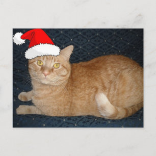 Cartes Pour Fêtes Annuelles Chat Tabby Orange de Noël
