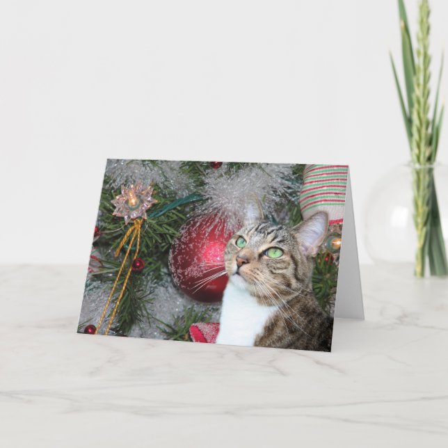 Cartes Pour Fêtes Annuelles Chat tigré Brown avec Noël blanc (Devant)