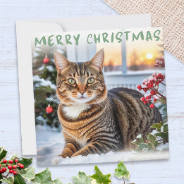 Cartes Pour Fêtes Annuelles Chat Tigré Dans La Neige Joyeux Noël Élégant