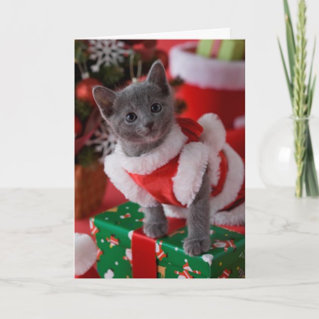 Cartes Pour Fêtes Annuelles Chaton bleu russe et Noël 2 (Devant)