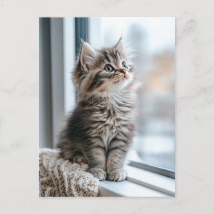 Cartes Pour Fêtes Annuelles Chaton près de la fenêtre